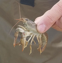 crayfish-web.jpg