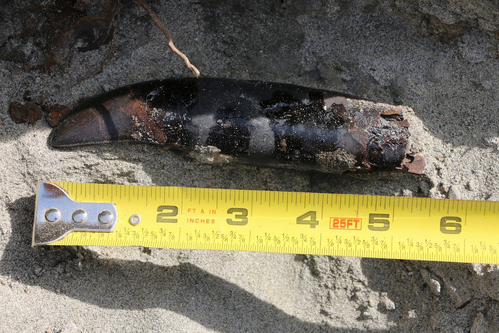 Adult T. rex tooth for newspaper.jpg